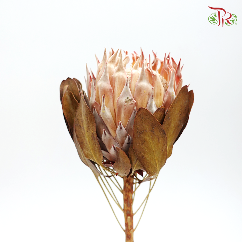 Preserved Protea Cynaroides (4034-2-000) - Pudu Ria Florist