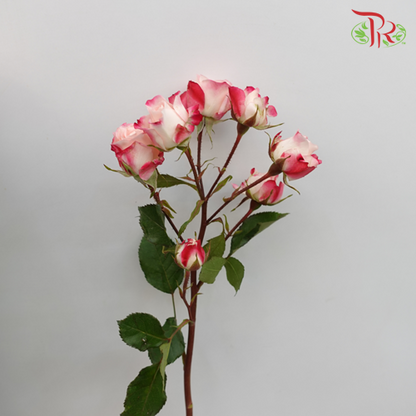 Rose Spray - Refringence (10 Stems) - Pudu Ria Florist