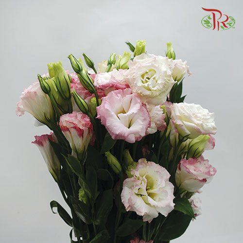 Eustoma - Pink White (700-800 Gram) - Pudu Ria Florist