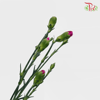 Carnation Spray - Purple (19-20 Stems) - Pudu Ria Florist