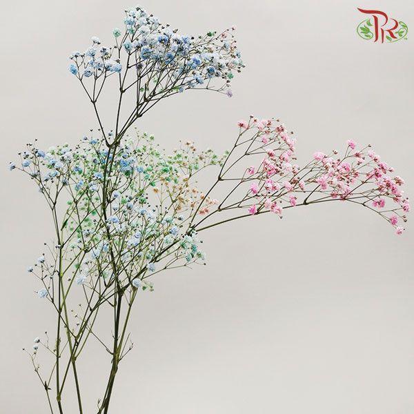 Baby's Breath Dyed - Rainbow (10 Stems) - Pudu Ria Florist
