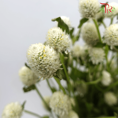 Gomphrena Thousand Day - White (Per Bunch) - Pudu Ria Florist