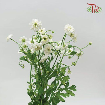 Double Matricaria - (Per Bunch) - Pudu Ria Florist