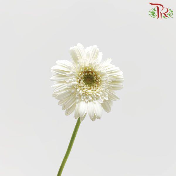 Gerbera White With Green Heart  (9-10 Stems) - Pudu Ria Florist