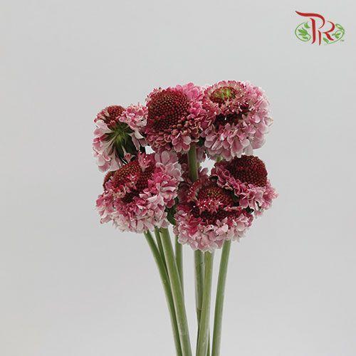 Scabiosa Color - Light Pink (Per Bunch) - Pudu Ria Florist