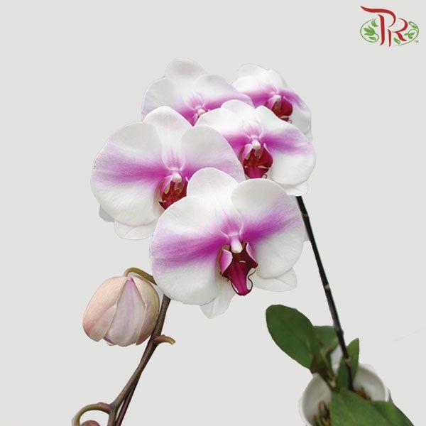 Phalaenopsis Orchid White With Purple Splash (Without pot) *With No Vase - Pudu Ria Florist