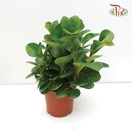 Peperomia Obtusifolia  《圓叶椒草》 - Pudu Ria Florist