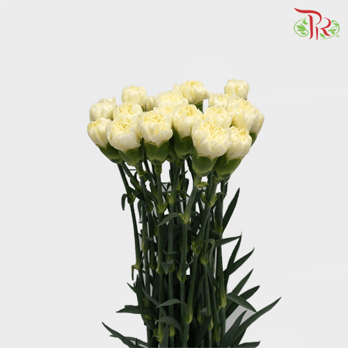 Carnation - White Liberty (19-20 Stems) - Pudu Ria Florist