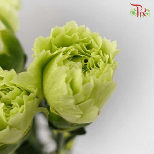 Carnation - Green (18-20 Stems) - Pudu Ria Florist