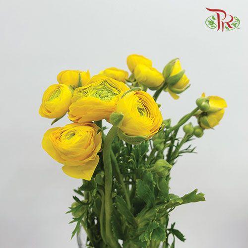 Ranunculus - Yellow (10 Stems *Small Bud ***Fragile - Pudu Ria Florist