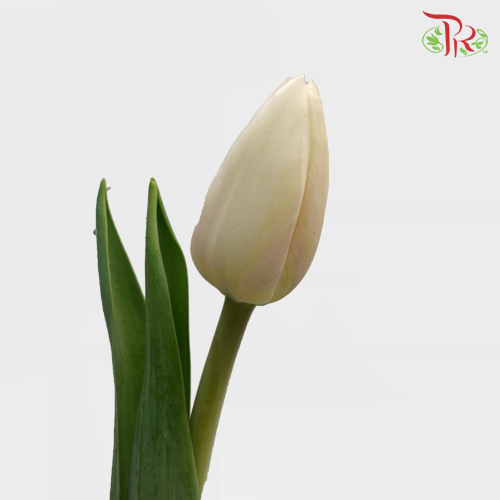 Tulip - Antarctica (9-10 Stems) - Pudu Ria Florist