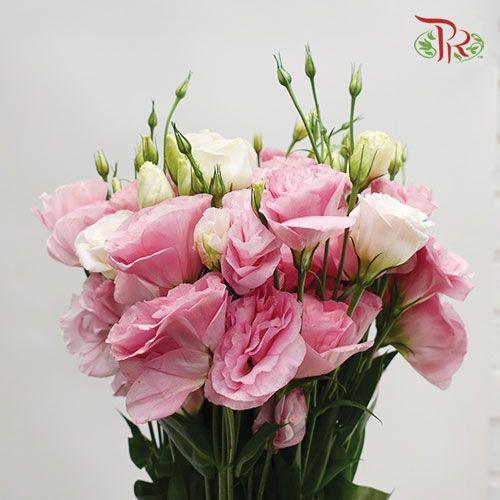 Eustoma - Pink (10 Stems) - Pudu Ria Florist