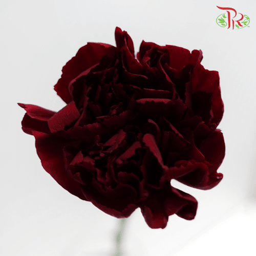 Carnation Special Colour - Dark Red  (18-20 Stems) - Pudu Ria Florist