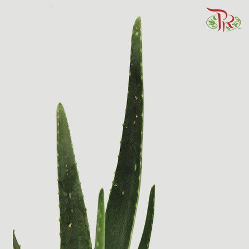Aloe Vera《芦荟》 - Pudu Ria Florist