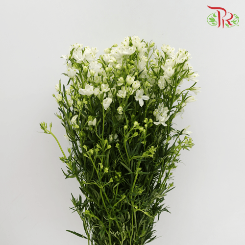 Delphinium Mini - White (Per Bunch) - Pudu Ria Florist