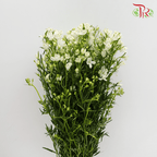 Delphinium Mini - White (Per Bunch) - Pudu Ria Florist