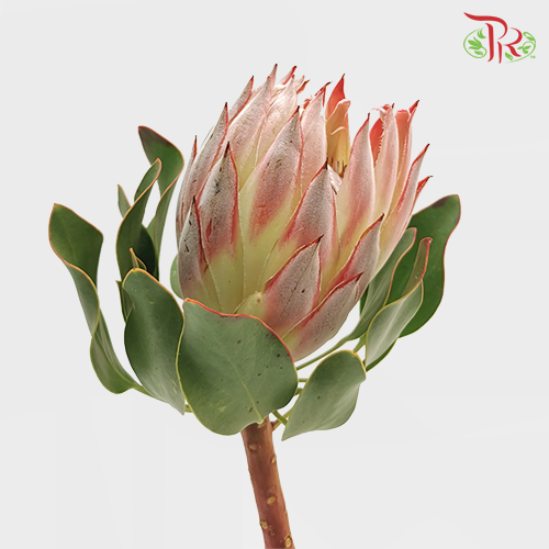 Protea Cynaroide - Pink (Per Stem) - Pudu Ria Florist