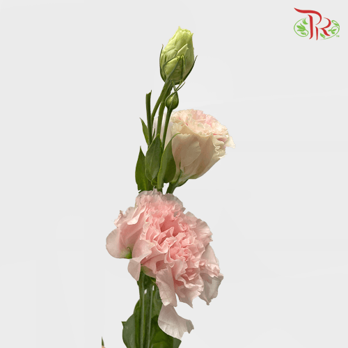Eustoma - Light Pink 1 (Per Bunch 700-800 Gram) - Pudu Ria Florist