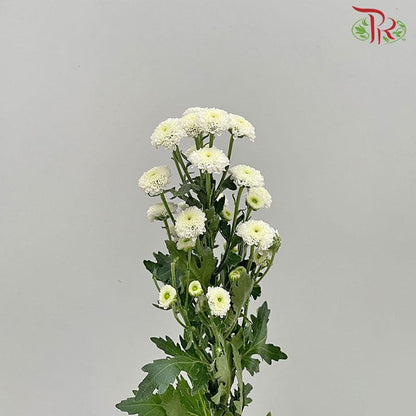 Calimero Mini Pom Pom - Snow (10 Stems) - Pudu Ria Florist