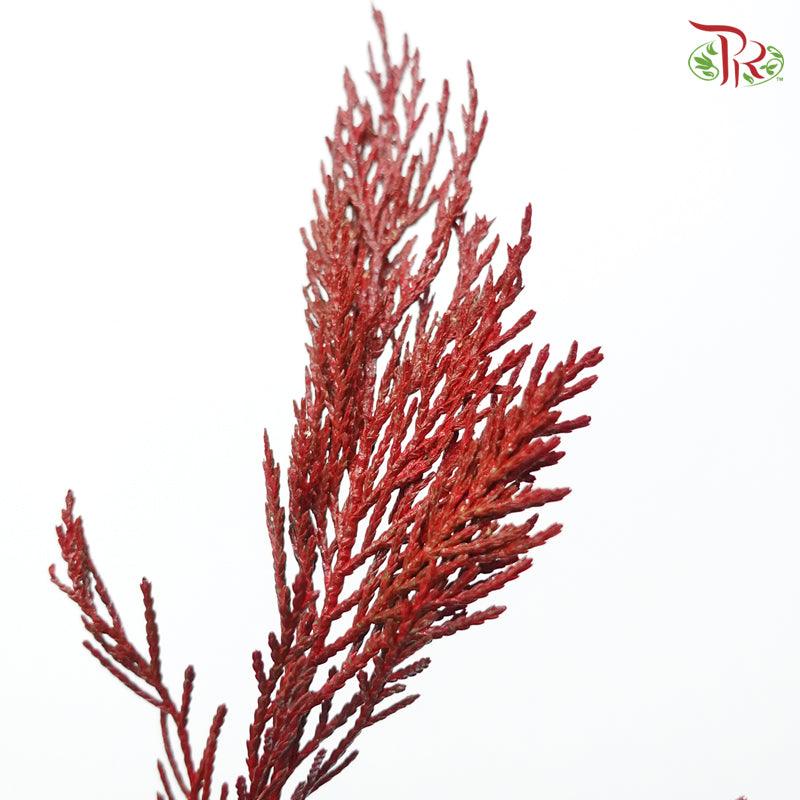 Cedar Leaf Dyed Red - (5 Stems) - Pudu Ria Florist