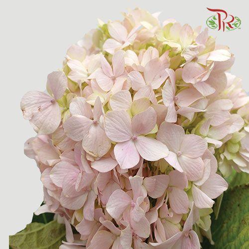 Hydrangea - Light Pink (Per Stem) - Pudu Ria Florist