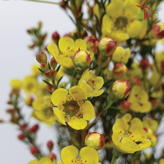 Wax Flower - Yellow (Per Bunch) - Pudu Ria Florist