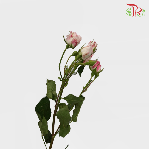 Rose Spray - Reflex (10 Stems) - Pudu Ria Florist