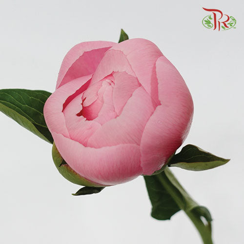 Peony - Etched Salmon (2 Stems)***Small Bud - Pudu Ria Florist