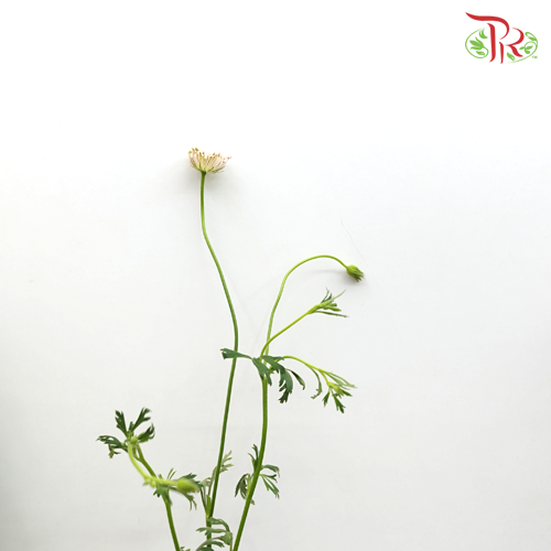 Trachymene Coerulea - White (Per bunch) - Pudu Ria Florist