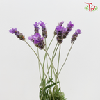 Fresh Lavender - (10 stems) - Pudu Ria Florist