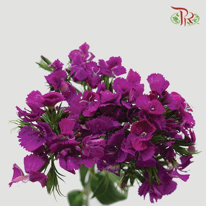 Phlox - Purple (Per Bunch) - Pudu Ria Florist