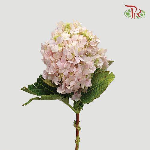 Hydrangea - Light Pink (Per Stem) - Pudu Ria Florist