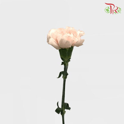 Carnation - Novia (10 Stems) - Pudu Ria Florist