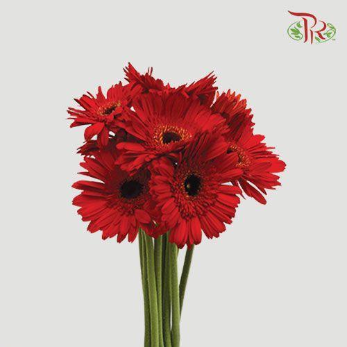 Gerbera - Red (9-10 Stems) - Pudu Ria Florist