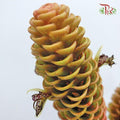 Wild Ginger (L) - (2 Stems) - Pudu Ria Florist