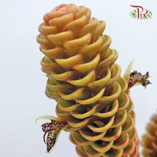 Wild Ginger (L) - (2 Stems) - Pudu Ria Florist