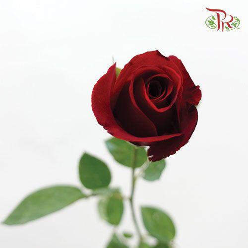 Rose - Red (10 Stems) - Pudu Ria Florist