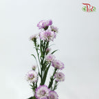 Peacock Tagetes Patula - (Per Bunch) - Pudu Ria Florist