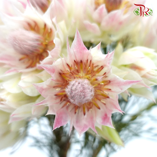 Blushing Bride - Blush Pink (5 Stems) - Pudu Ria Florist