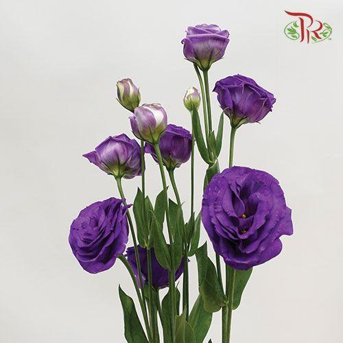 Eustoma - Purple (700-800 Gram) - Pudu Ria Florist