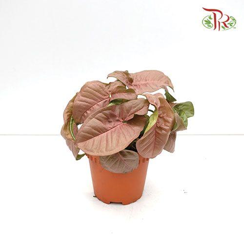 Syngonium Pink《粉蝶合果芋》(2 Sizes) - Pudu Ria Florist