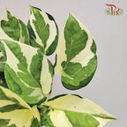 Epipremnum N’joy 《喜悅黃金葛》 - Pudu Ria Florist