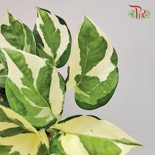 Epipremnum N'joy P120《喜悅黃金葛》 – Pudu Ria Florist