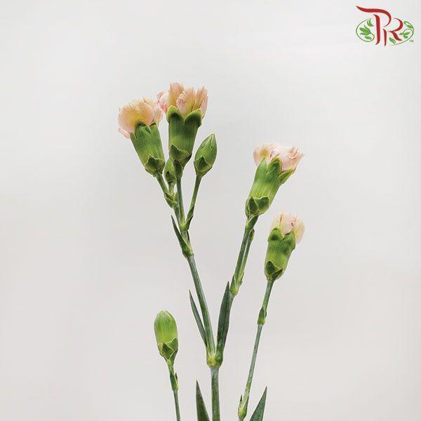 Carnation Spray - Ali (19-20 Stems) - Pudu Ria Florist