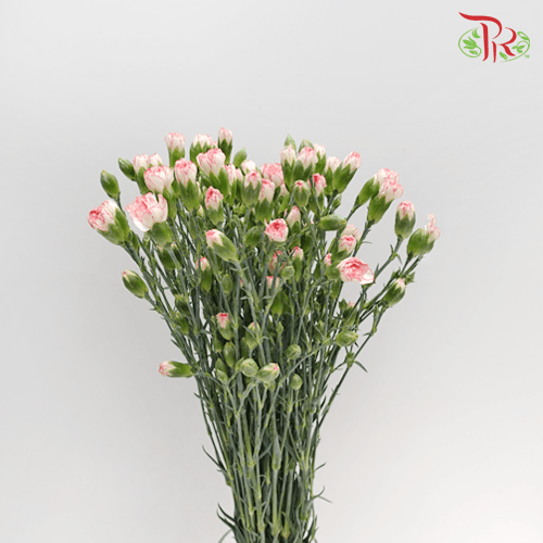 Carnation Spray - White With Pink Line (19-20 Stems) - Pudu Ria Florist