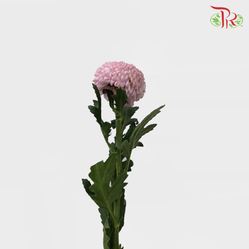 Ping Pong Chrysanthemum - Pink (10 Stems) - Pudu Ria Florist