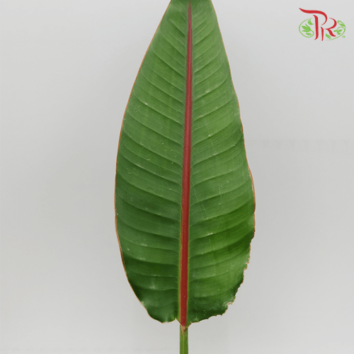 Bird Of Paradise Leaf - (5 Stems) - Pudu Ria Florist