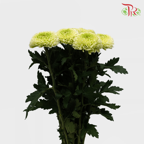 Chrysanthemum Ping Pong - Green (12 Stems) - Pudu Ria Florist