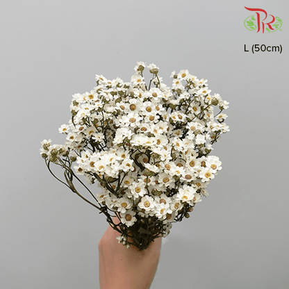 Dry Ixodia 50cm - (10 Stems) - Pudu Ria Florist