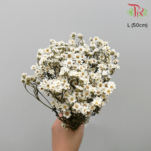 Dry Ixodia 50cm - (10 Stems) - Pudu Ria Florist